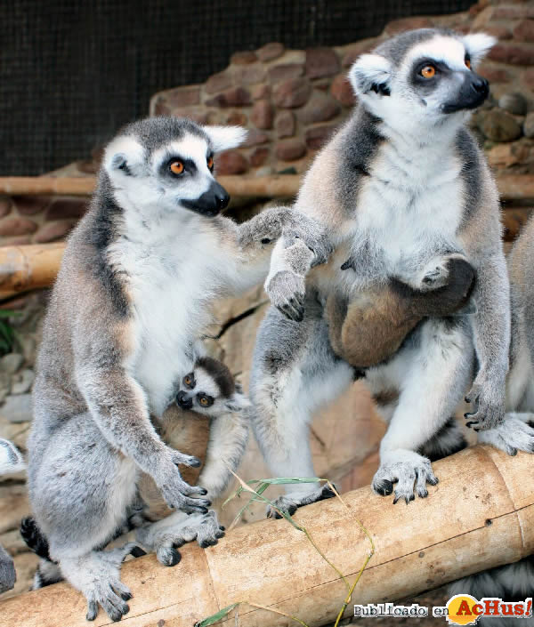 /public/fotos2/MAMAS-LEMUR-Y-BEBES-08092011.jpg