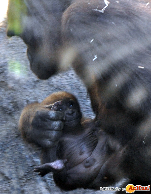 /public/fotos2/Macho-bebe-gorila-03122012.jpg