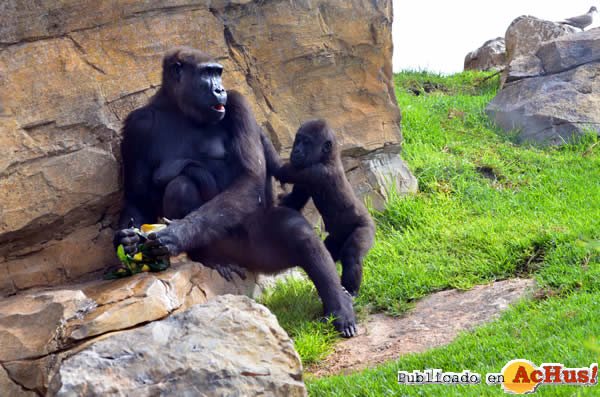 /public/fotos2/Madre-bebe-gorila-18072014.jpg