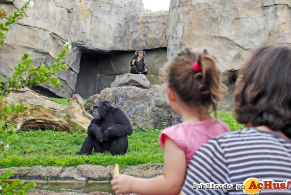 /public/fotos2/Madre-hija-viendo-chimpances-29022012.jpg