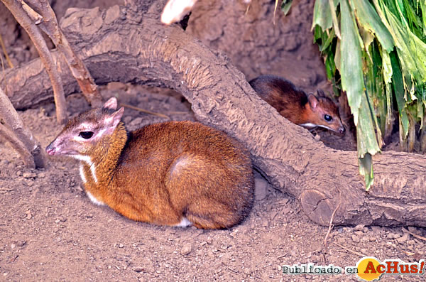 /public/fotos2/Madre-y-cria-de-Ciervo-Raton-22042014.jpg