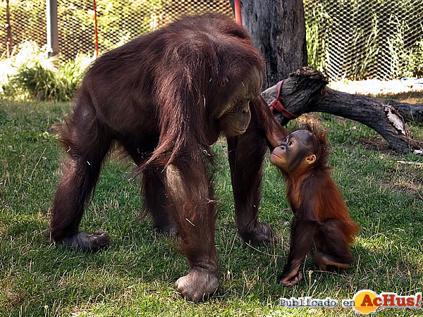 /public/fotos2/Madre-y-cria-de-orangutan-07052015.jpg