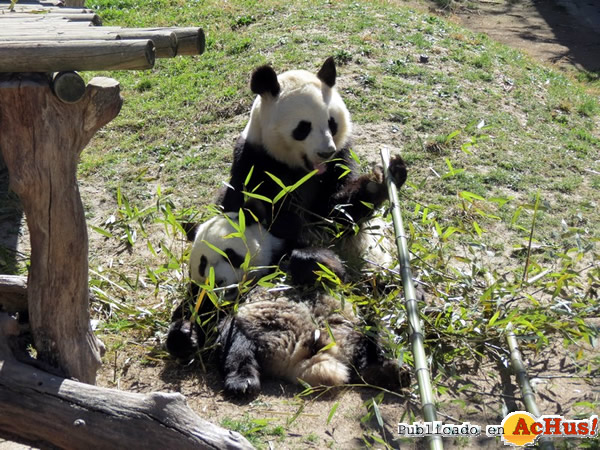 /public/fotos2/Madre-y-cria-de-oso-panda-2015.jpg
