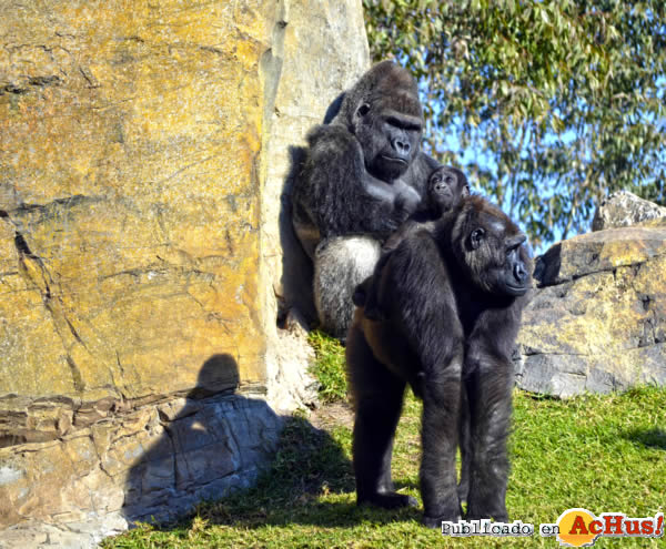 /public/fotos2/Mambie-Ali-ebo-gorilas-13122013.jpg