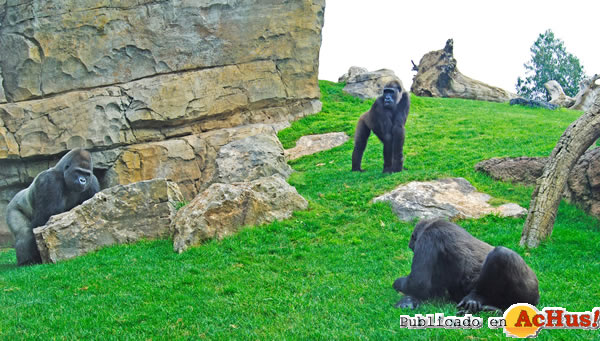 /public/fotos2/Mambie-Fossey-Ali-20062011.jpg