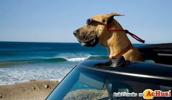 /public/fotos2/Marmaduke-19102010.jpg