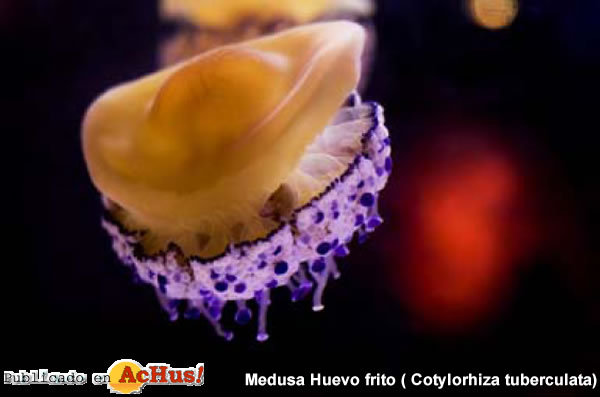 /public/fotos2/Medusa-Huevo-frito-03082011.jpg