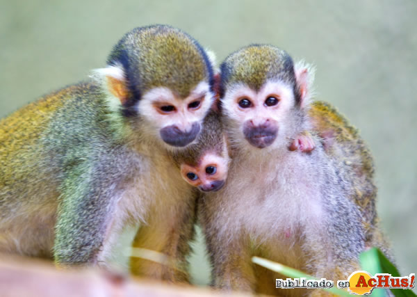 /public/fotos2/Monito-ardilla-10082012.jpg