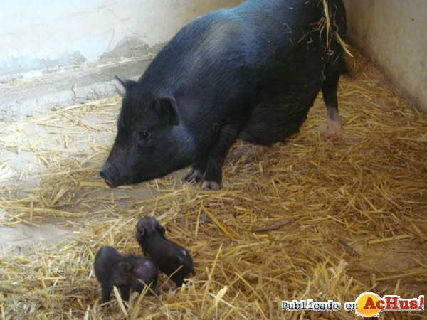 /public/fotos2/Nacimiento-cerdos-vietnamitas-16072012.jpg