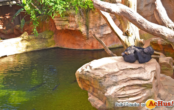/public/fotos2/Napoleon-Bioparc-01052015.jpg