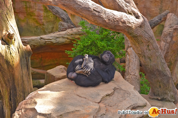 /public/fotos2/Napoleon-Bioparc-Fuengirola-01052015.jpg