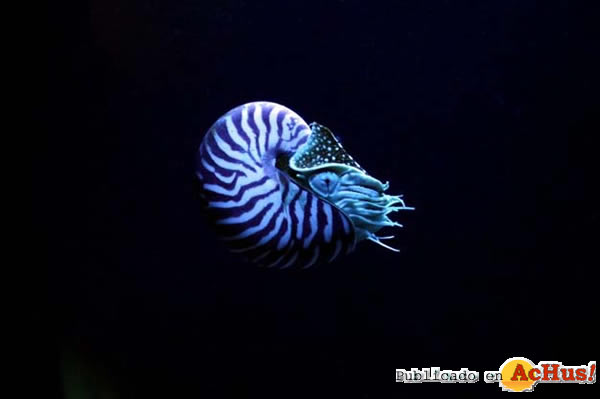 /public/fotos2/Nautilus-29072011.jpg