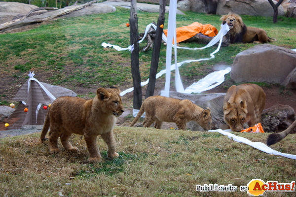 /public/fotos2/Navidad-2-2013-Bioparc.jpg