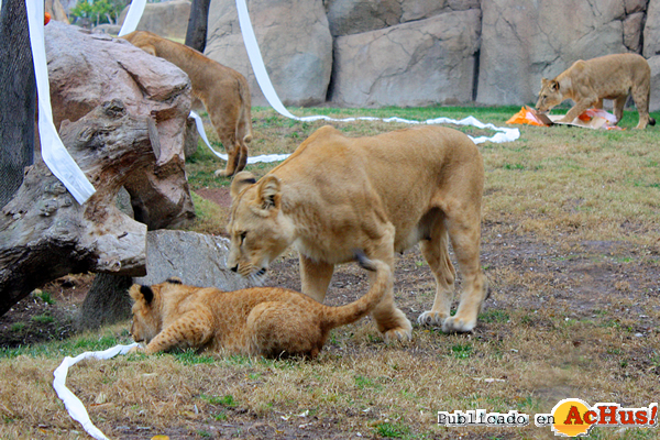 /public/fotos2/Navidad-3-2013-Bioparc.jpg