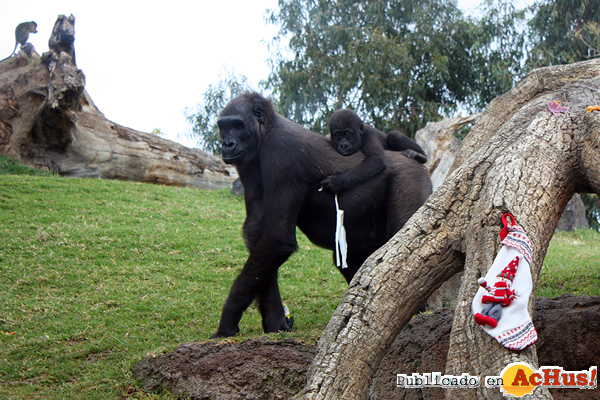 /public/fotos2/Navidad-5-2013-Bioparc.jpg