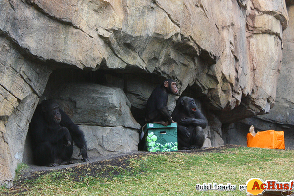 /public/fotos2/Navidad-7-2013-Bioparc.jpg