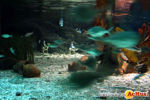 /public/fotos2/Navidad-Sea-Life-32009.jpg