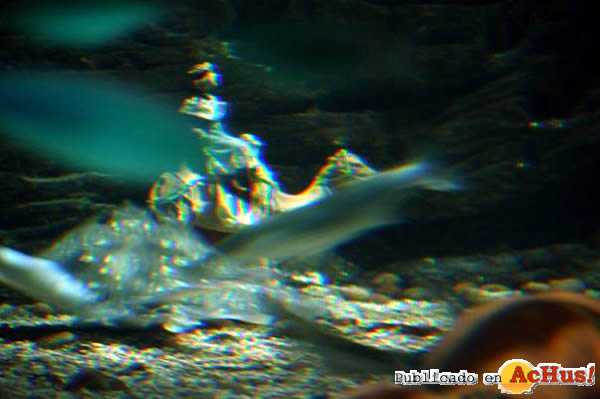 /public/fotos2/Navidad-Sea-Life-82009.jpg
