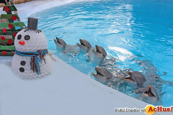/public/fotos2/Navidad-Selwo-Marina-Delfinarium-18122014.jpg