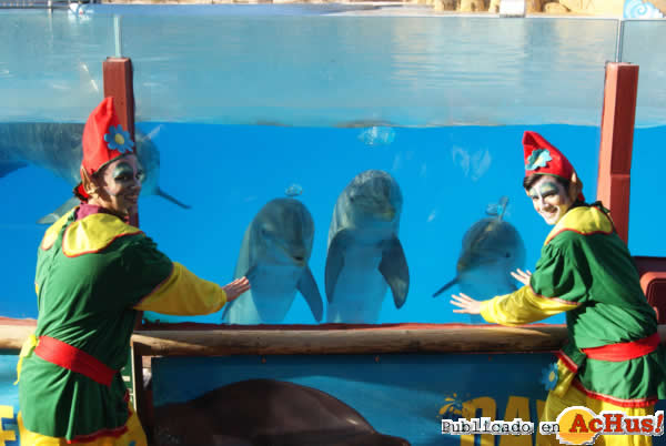 /public/fotos2/Navidad-Selwo-Marina-Delfinarium-20122013.jpg