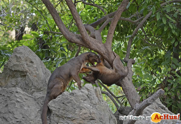 /public/fotos2/Navidad-salvaje-Bioparc-10122014.jpg