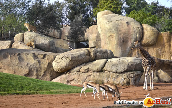 /public/fotos2/Navidades-Bioparc-Valencia-10122014.jpg
