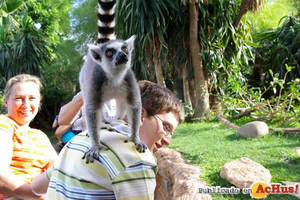 /public/fotos2/Nino-Lemur-Baobab-28012011.jpg