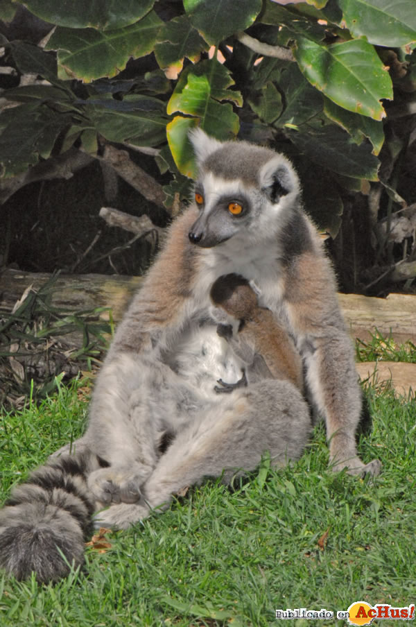 /public/fotos2/Nueva-cria-lemur-14032014.jpg