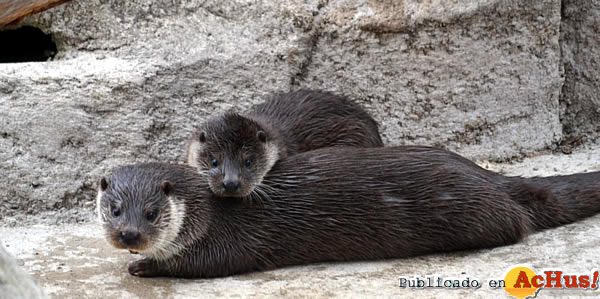 /public/fotos2/Nutria-30112011.jpg