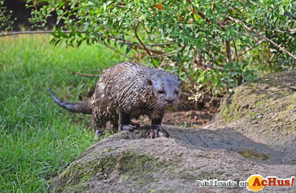 /public/fotos2/Nutria-de-cuello-moteado-23082013.jpg