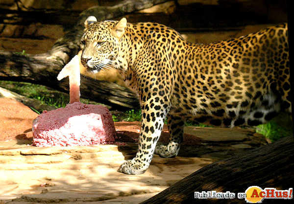 /public/fotos2/Nuwa-pequena-leopardo-17082012.jpg