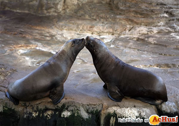 /public/fotos2/Oceanografic-16022010.jpg