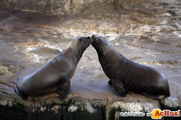 /public/fotos2/Oceanografico-2-16022011.jpg