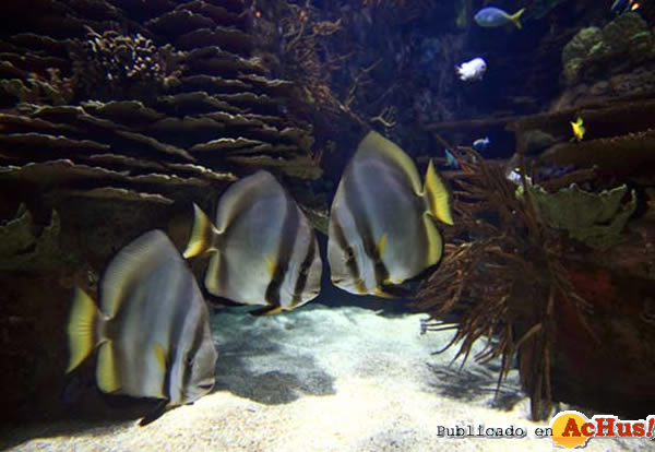/public/fotos2/Oceanografico-21032011.jpg