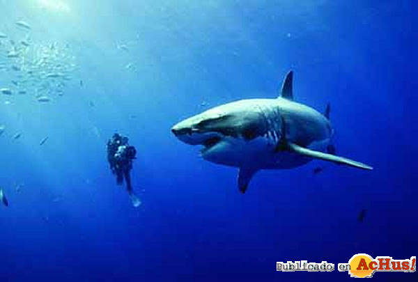 /public/fotos2/Oceanos-20042010.jpg