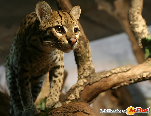 /public/fotos2/Ocelote-amazonico-03072015.jpg