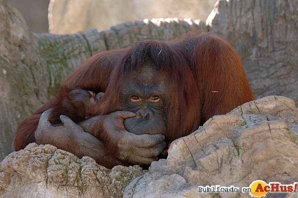 /public/fotos2/Orangutan-05022013.jpg