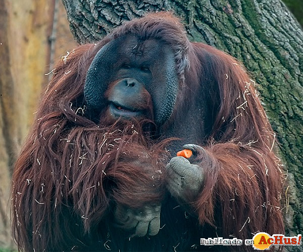 /public/fotos2/Orangutan-06112015.jpg