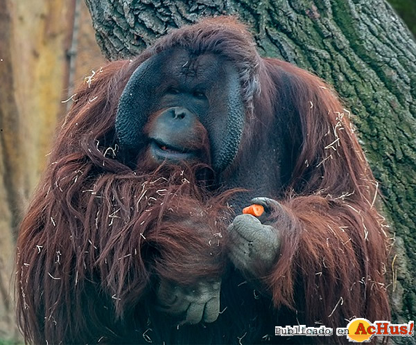 /public/fotos2/Orangutan-06112015.jpg