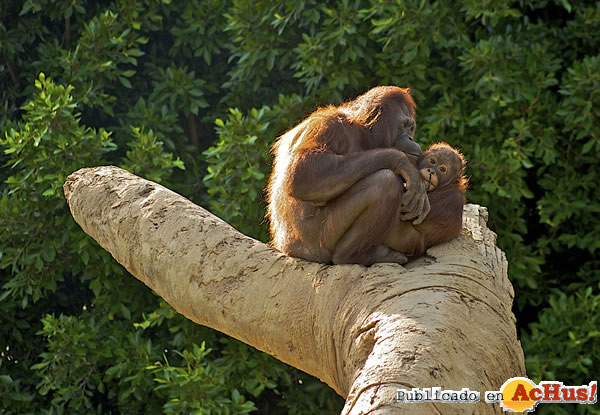 /public/fotos2/Orangutan-Borneo-Fuengirola-28102010.jpg