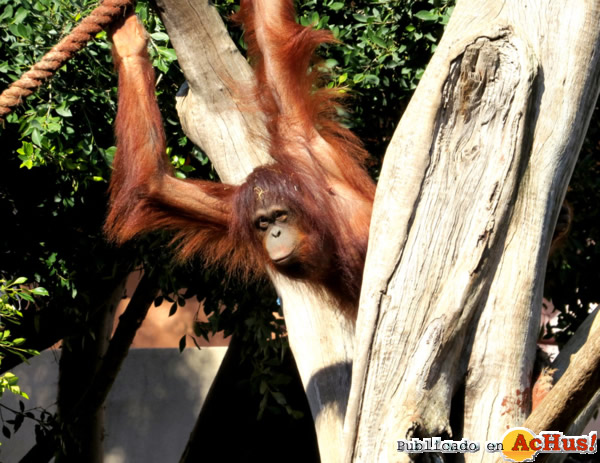 /public/fotos2/Orangutan-Suli-05022013.jpg