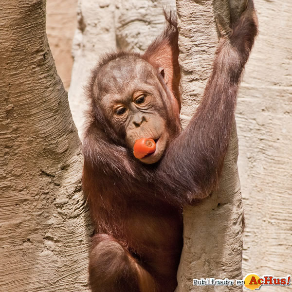 /public/fotos2/Orangutan-de-Borneo-12072011.jpg