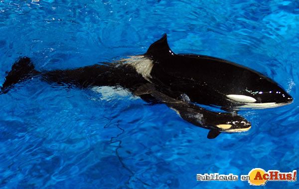 /public/fotos2/Orca-Bebe-1-21102010.jpg