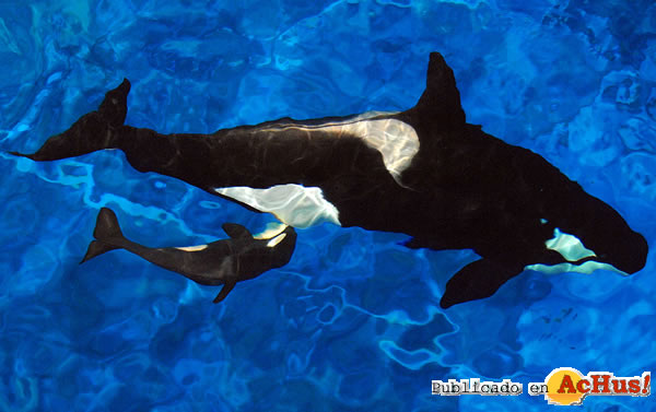 /public/fotos2/Orca-Bebe-2-21102010.jpg