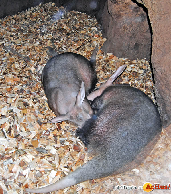 /public/fotos2/Oricteropos-14022011.jpg