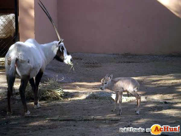 /public/fotos2/Oryx-de-Arabia-01042013.jpg
