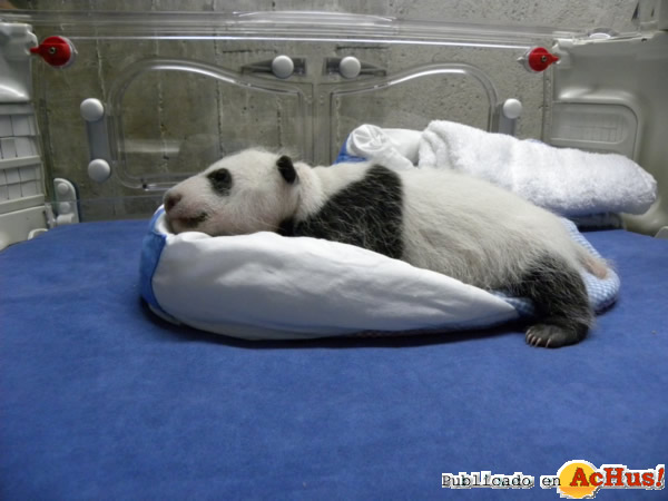 /public/fotos2/Oso-Panda-07112013.jpg