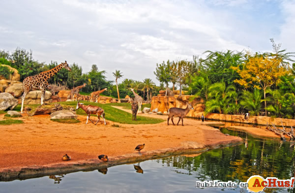 /public/fotos2/Otono-Bioparc-Sabana-africana-2011.jpg