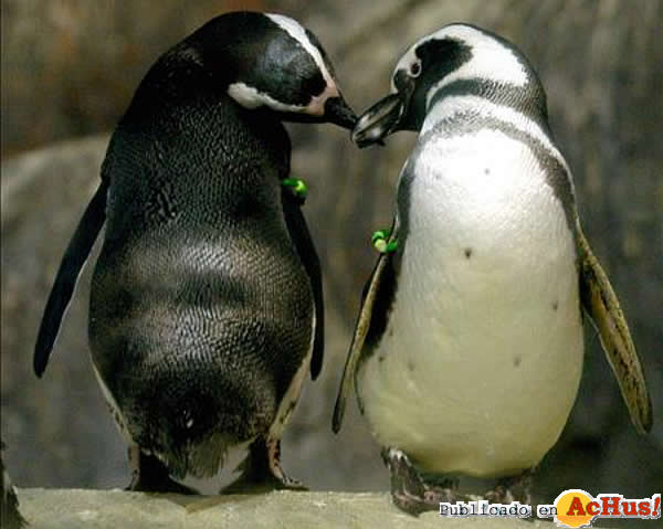 /public/fotos2/PINGUINOS-MAGALLANICOS-BESANDOSE-2012.jpg