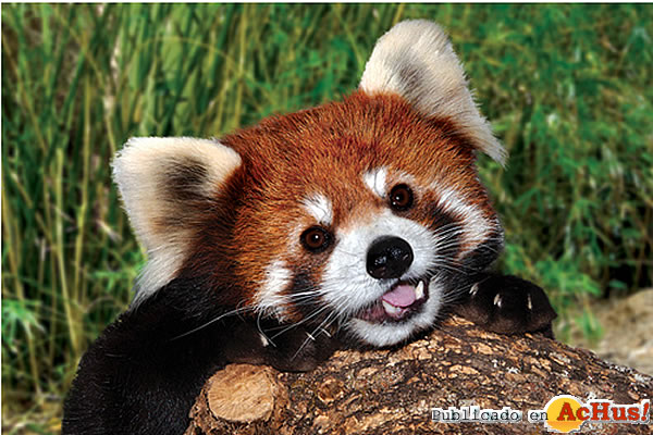 /public/fotos2/Panda-Rojo-03042009.jpg
